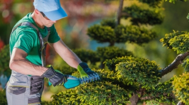 Photo of landscape gardener trimming a bush